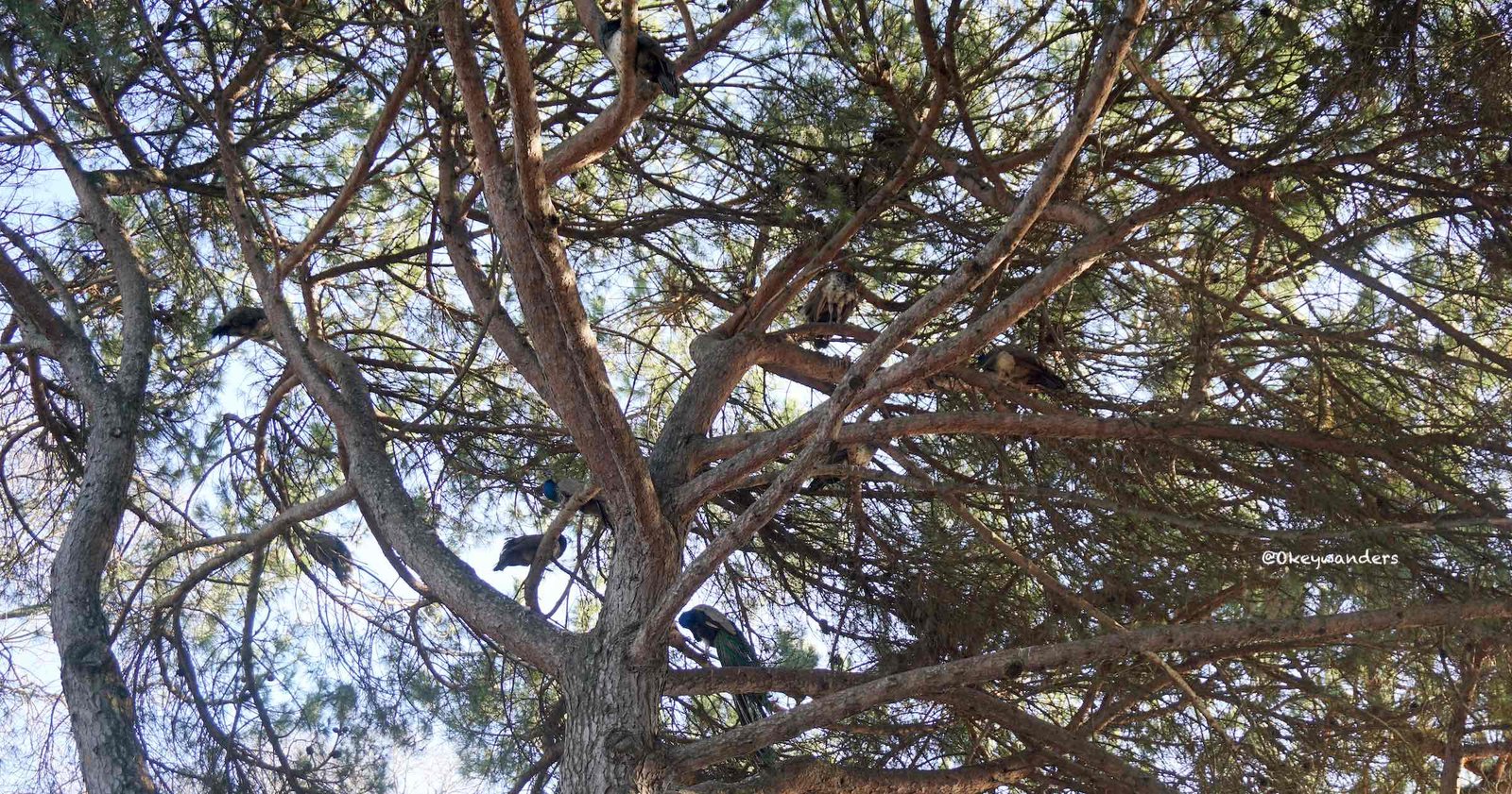 peacocks in st. George's castle 聖若熱城堡裡的孔雀
