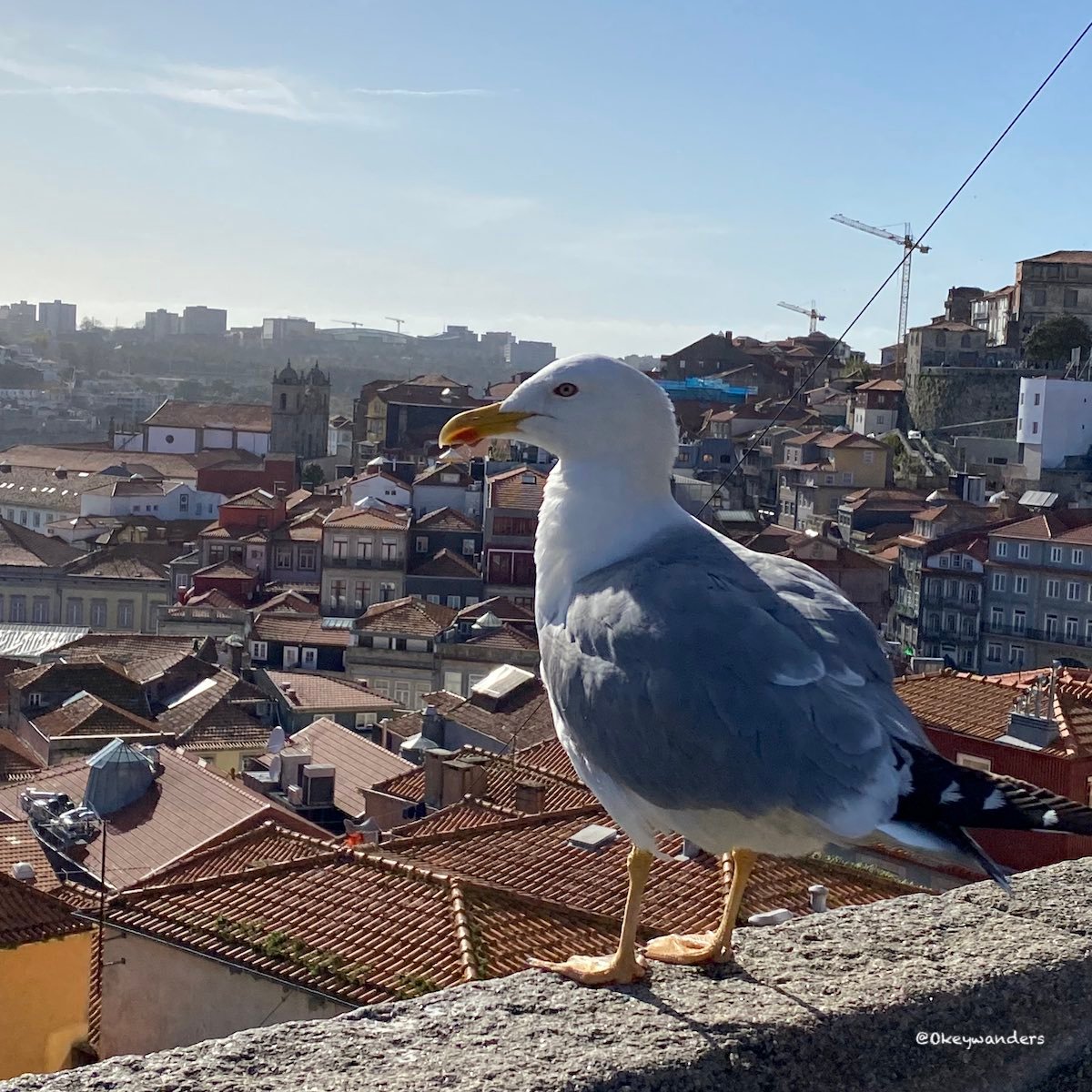 觀景台上的海鷗 seagull