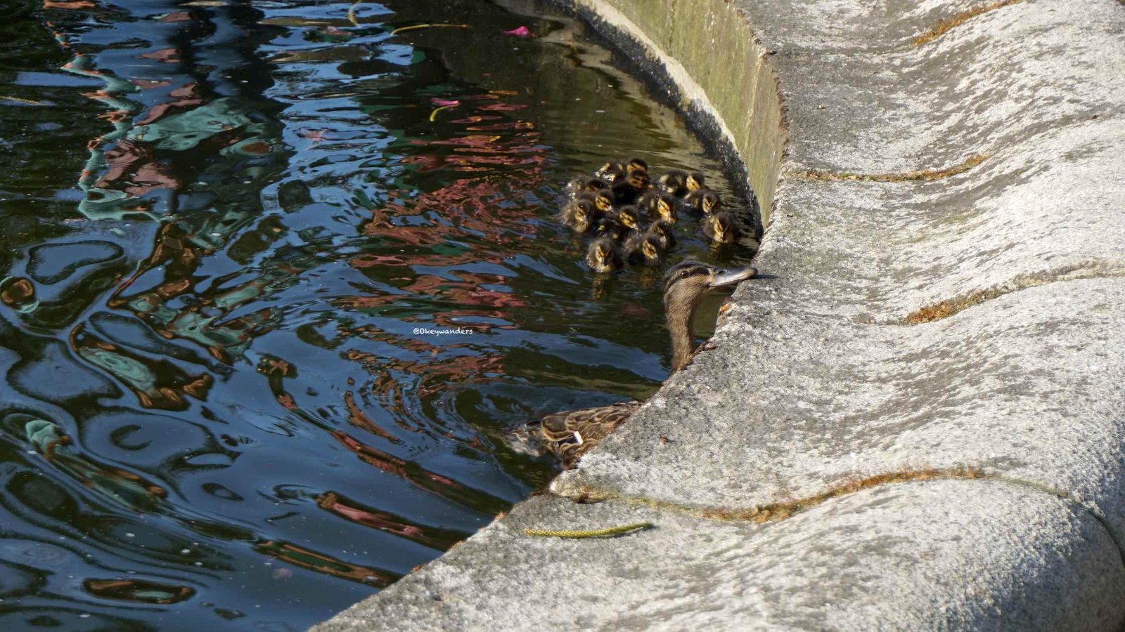 水晶宮花園裡的鴨子 Ducks in Jardins do Palácio de Cristal