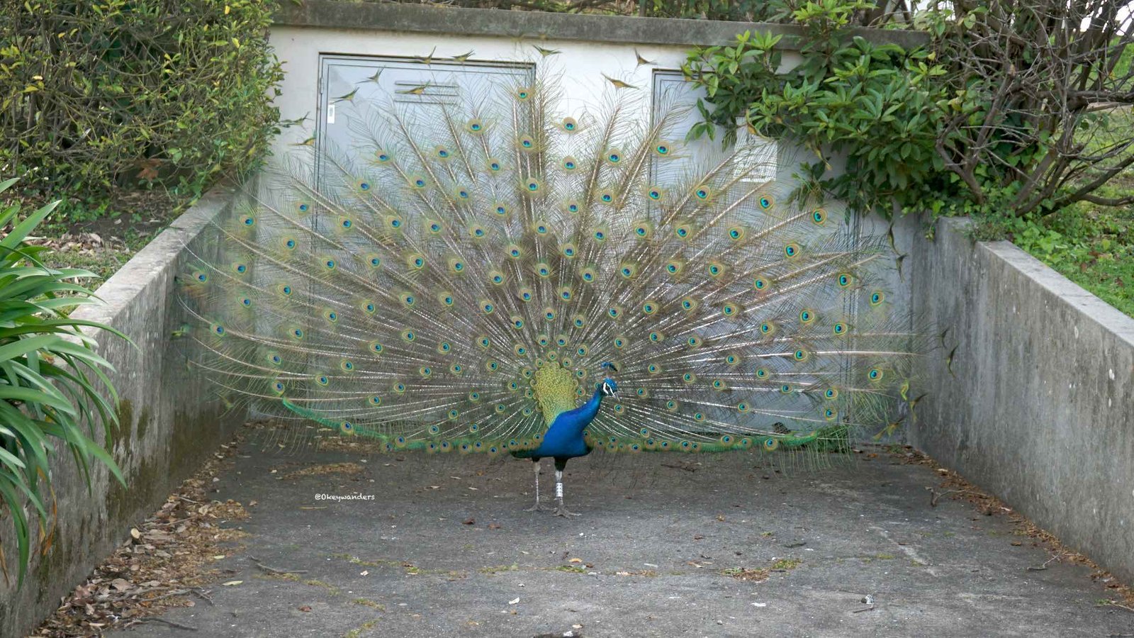 水晶宮花園裡的孔雀 Peacock in Jardins do Palácio de Cristal